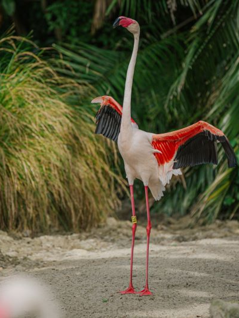 Auckland Zoo Come and Discover 1