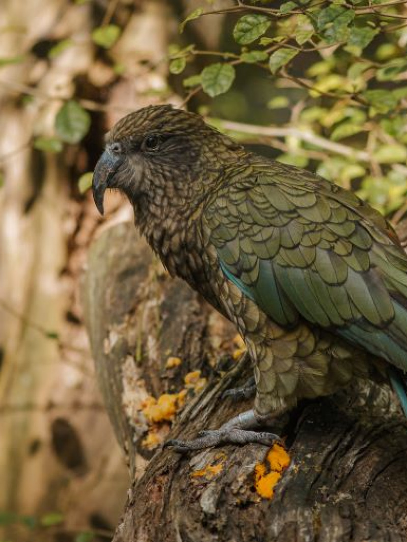 Auckland Zoo Come and Discover 3