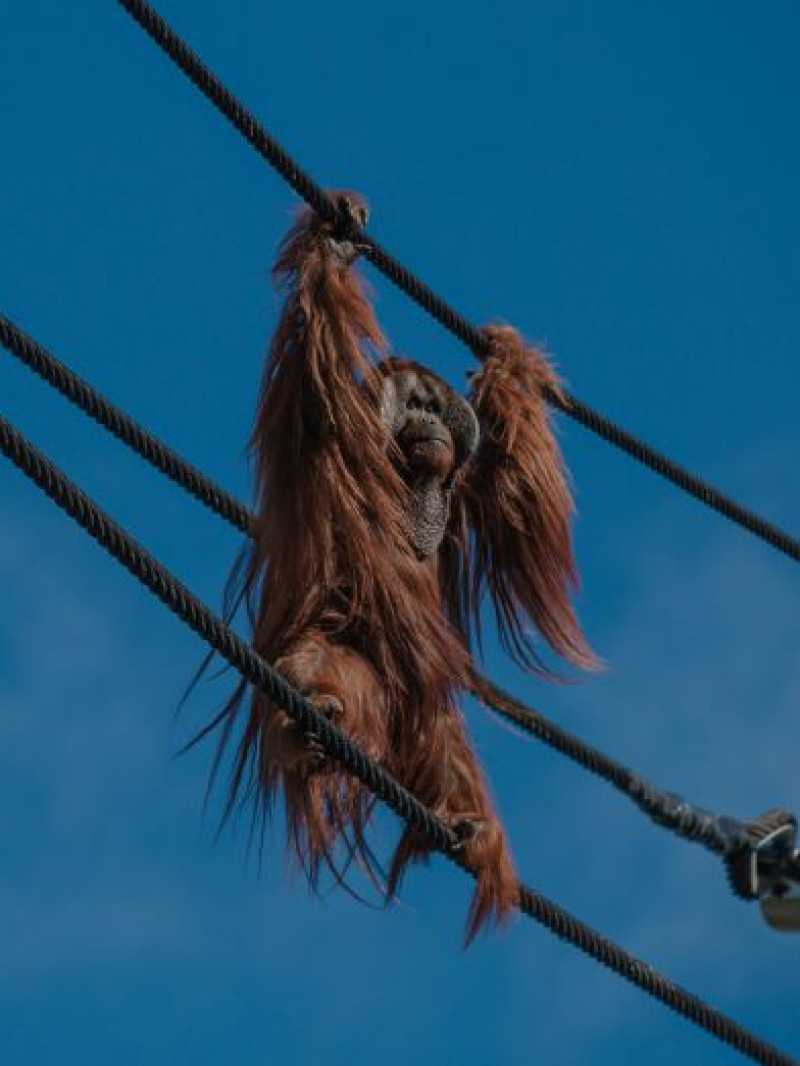 Auckland Zoo Come and Discover 4