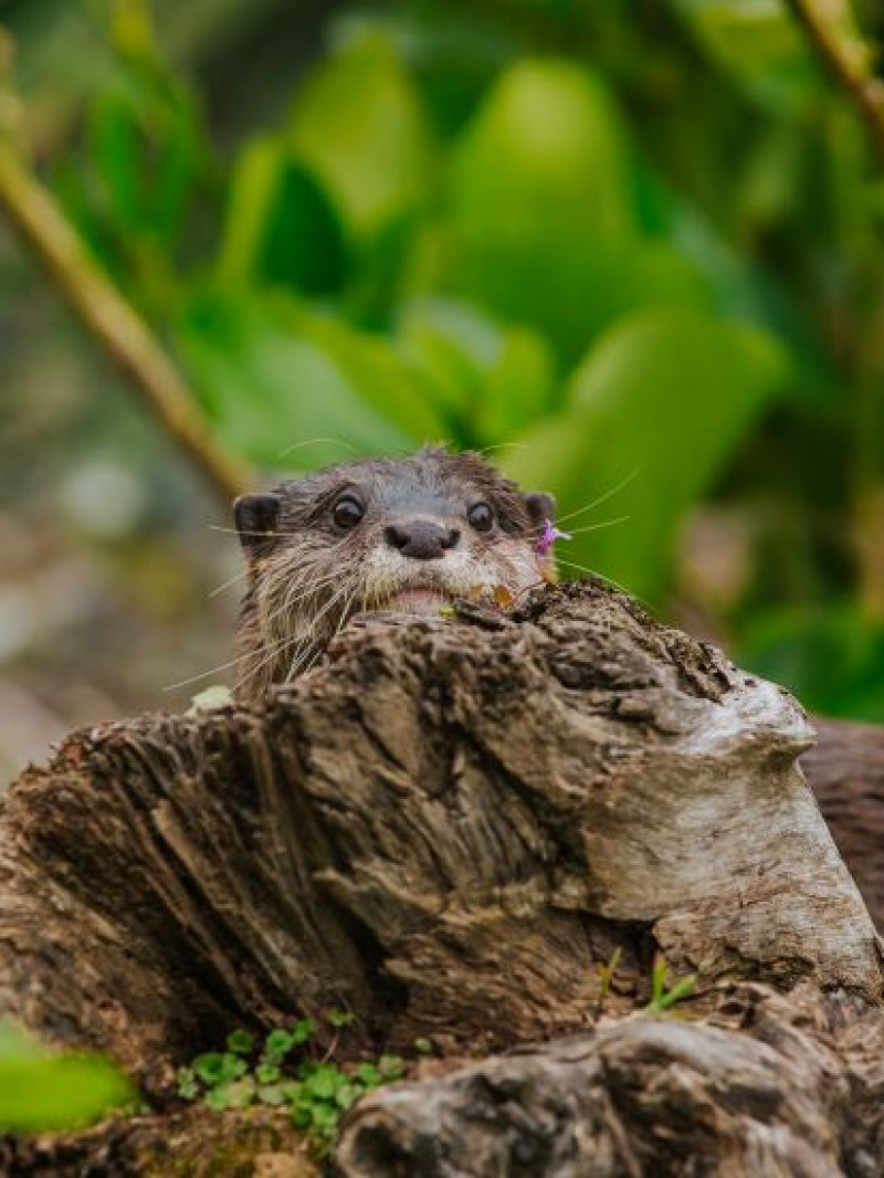 Auckland Zoo Come and Discover 5