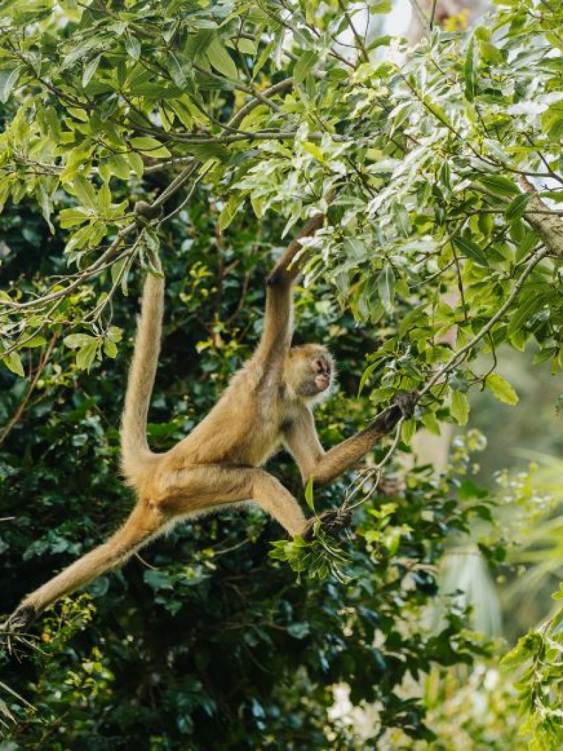 Auckland Zoo Come and Discover 7