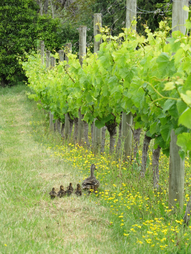 Cable Bay Vineyards | Waiheke Island, Dining & Wine Tasting  3