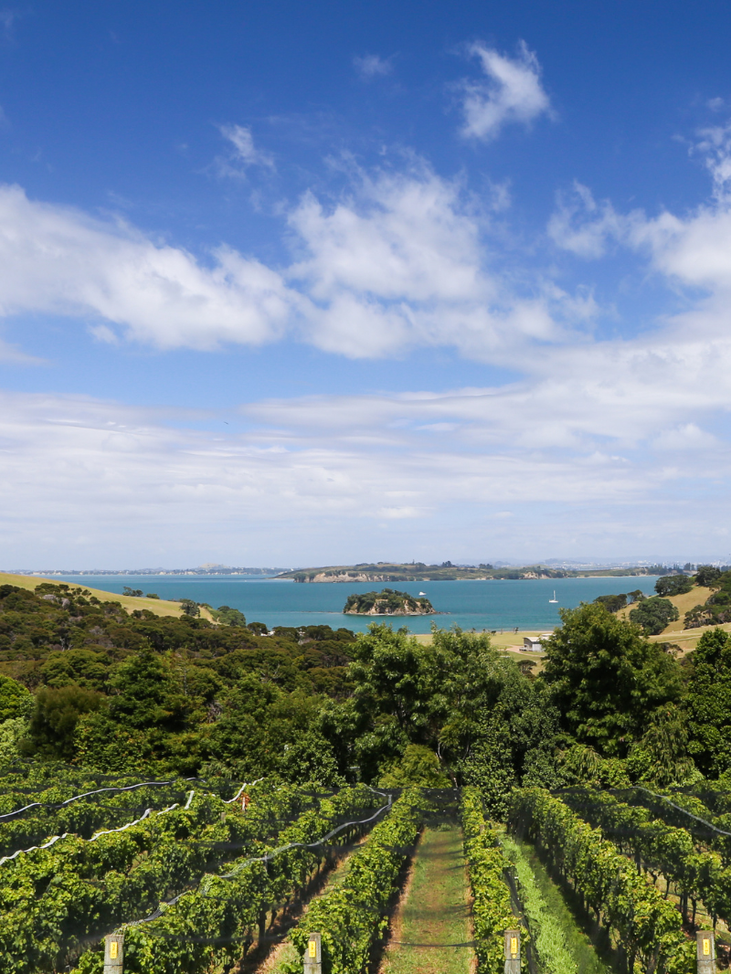 Cable Bay Vineyards | Waiheke Island, Dining & Wine Tasting  1