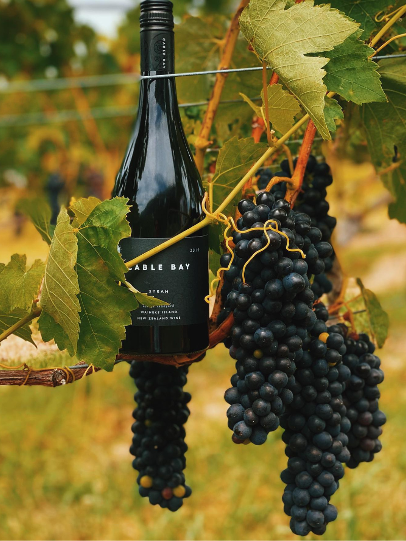 Cable Bay Vineyards | Waiheke Island, Dining & Wine Tasting  8