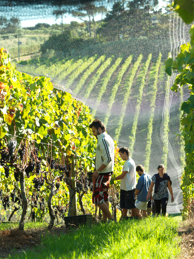 Cable Bay Vineyards | Waiheke Island, Dining & Wine Tasting  10