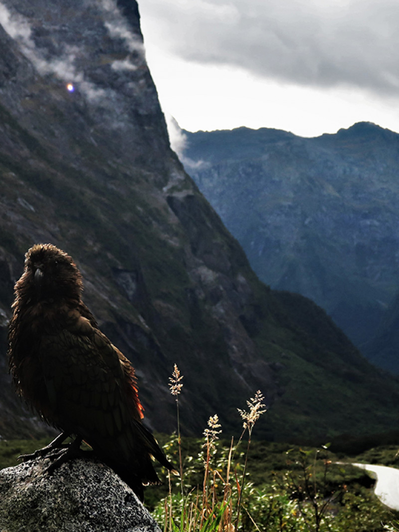 Milford Sound Small Group Tour with Cruise and Picnic Lunch from Queenstown  4