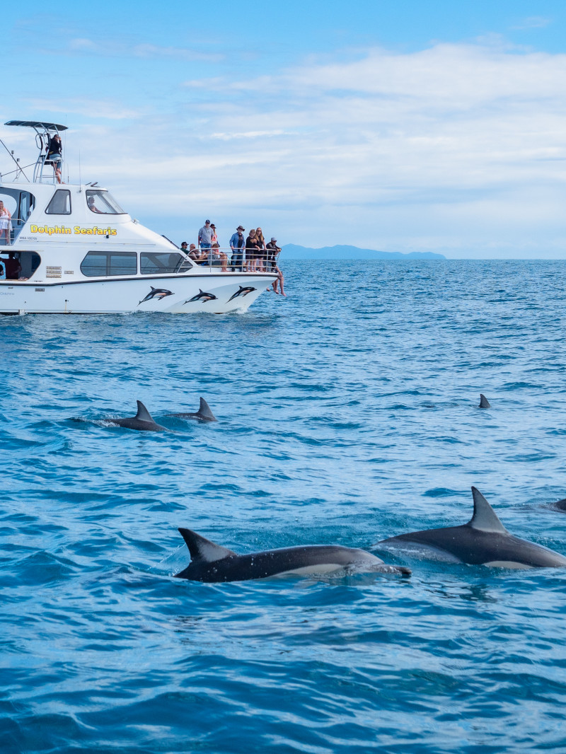 Wild Dolphin Encounter 1
