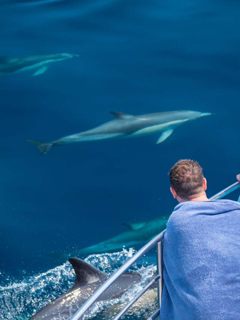 Wild Dolphin Encounter 2