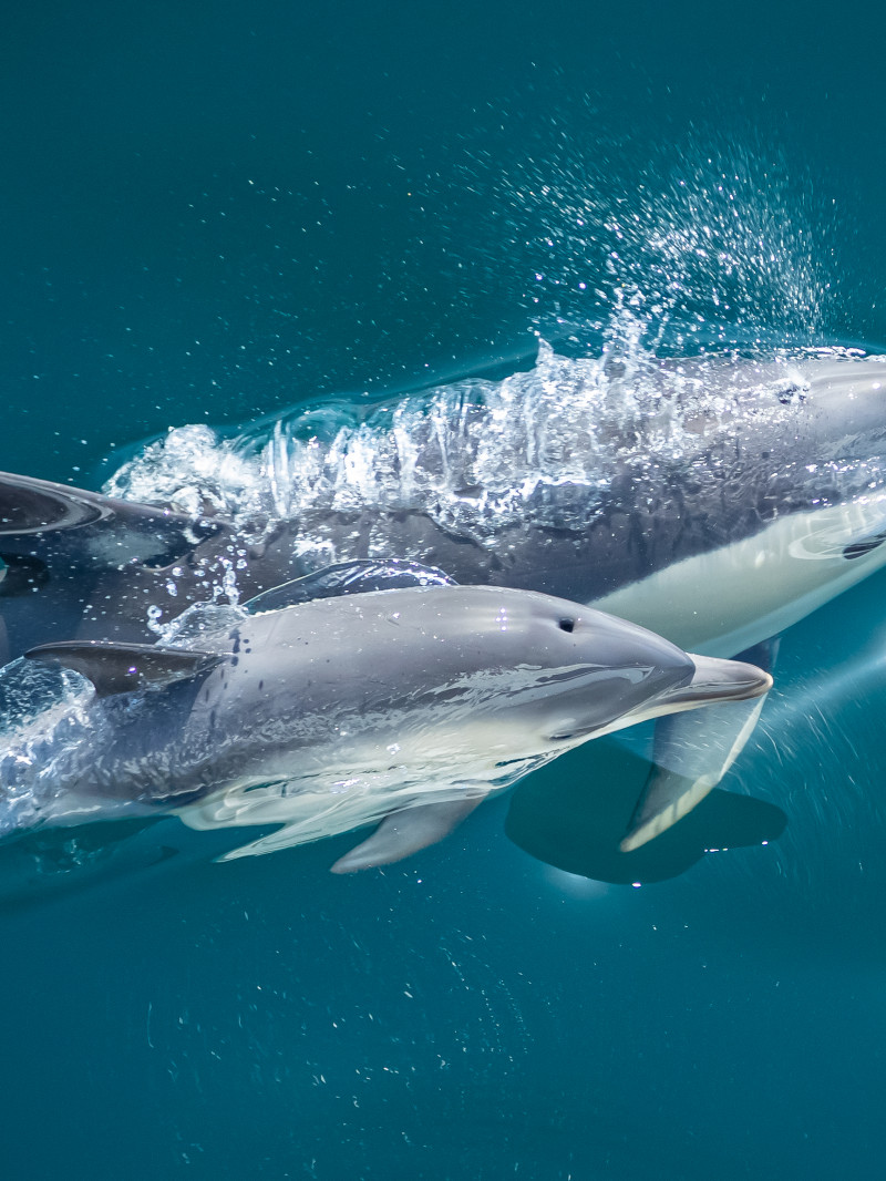 Wild Dolphin Encounter 3
