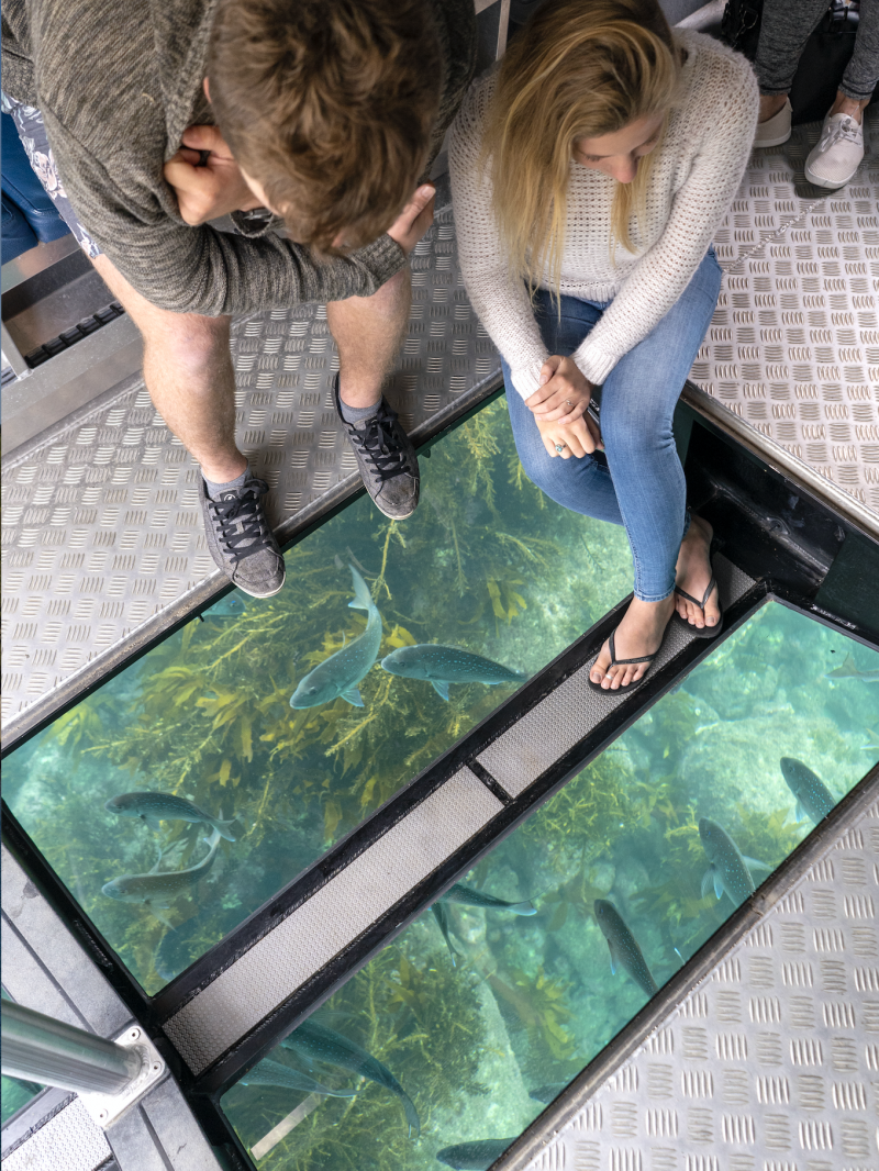 Glass Bottom Boat Whitianga 5