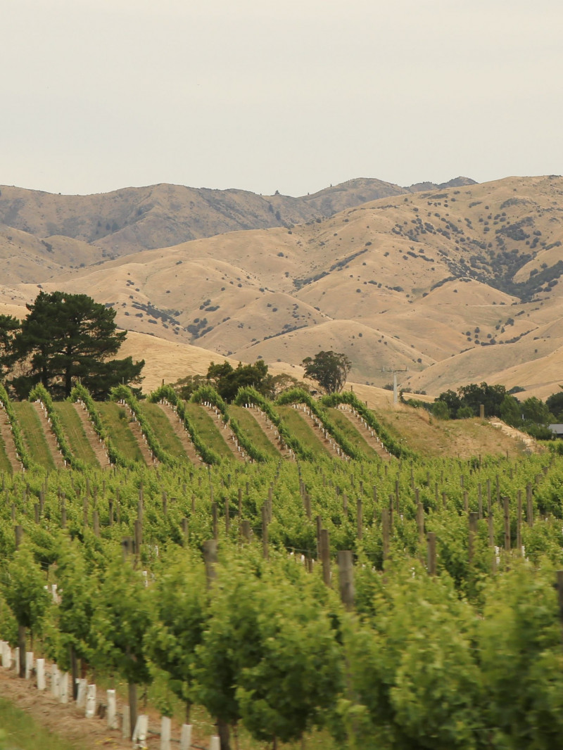 Marlborough Hop on Hop off Wine Tours 2