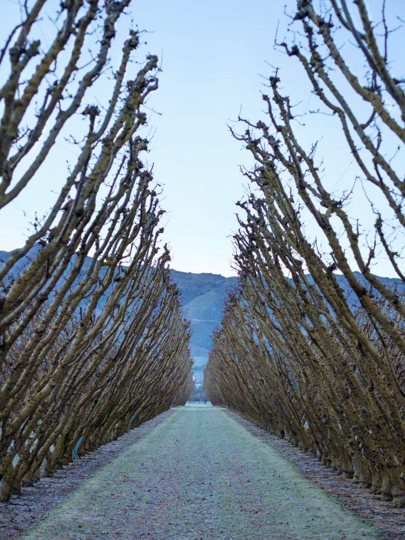 Jackson Orchards - Guided Orchard Tour 3