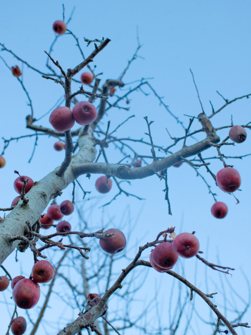 Jackson Orchards - Guided Orchard Tour 4