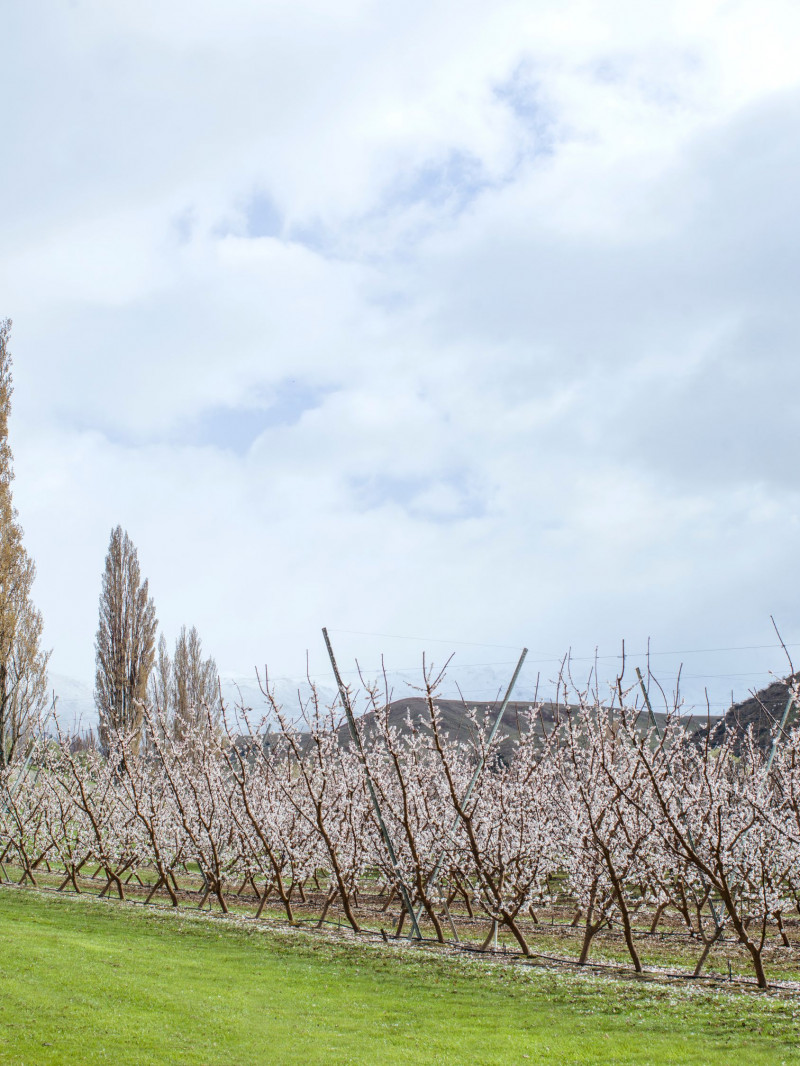 Jackson Orchards - Guided Orchard Tour 12