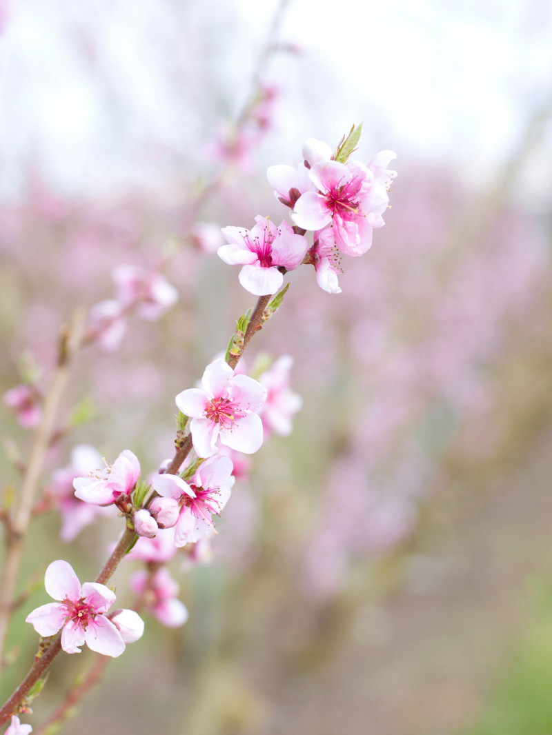 Jackson Orchards - Guided Orchard Tour 13