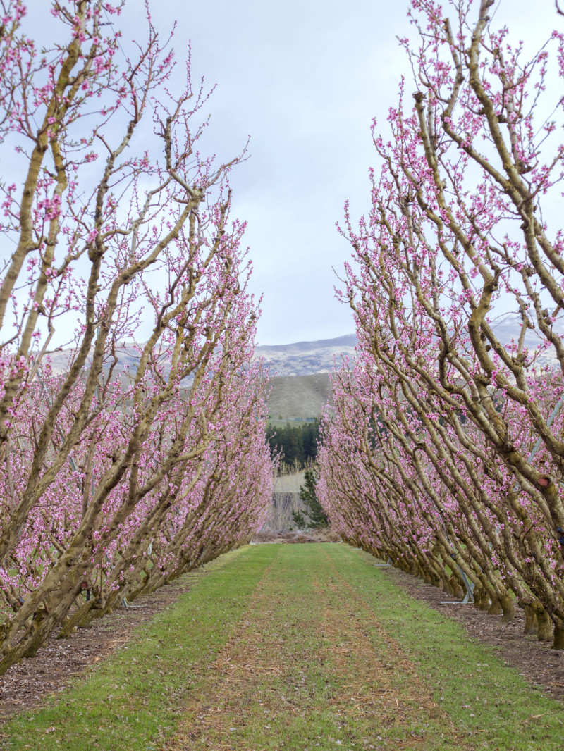 Jackson Orchards - Guided Orchard Tour 14