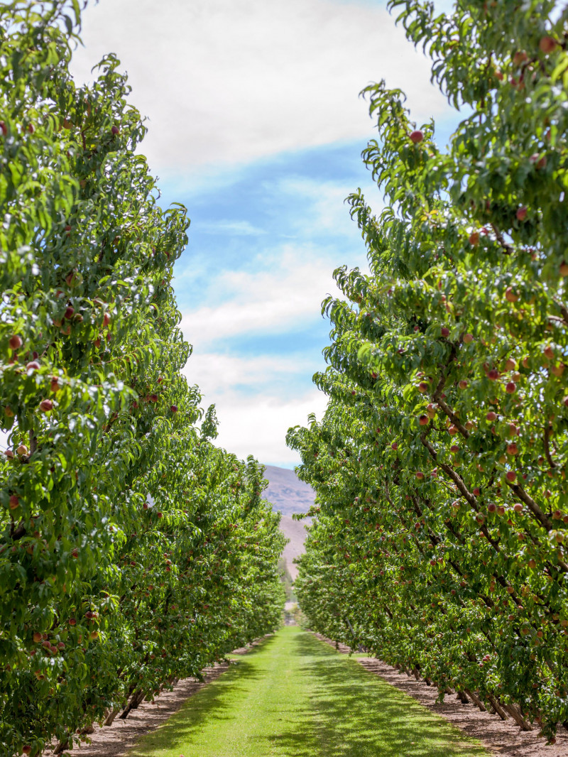 Jackson Orchards - Guided Orchard Tour 17