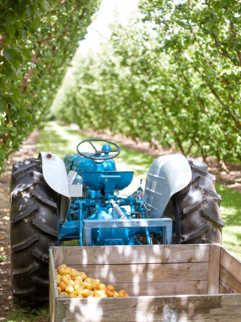 Jackson Orchards - Guided Orchard Tour 18