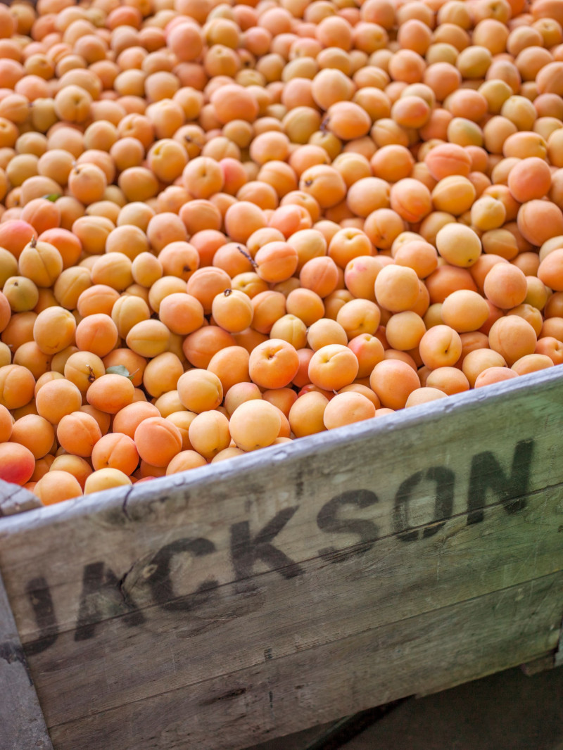 Jackson Orchards - Guided Orchard Tour 20