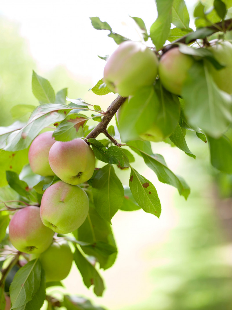 Jackson Orchards - Guided Orchard Tour 21