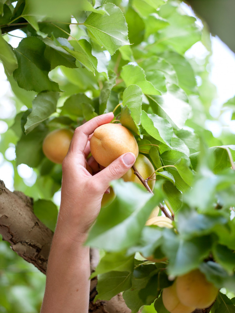 Jackson Orchards - Guided Orchard Tour 22