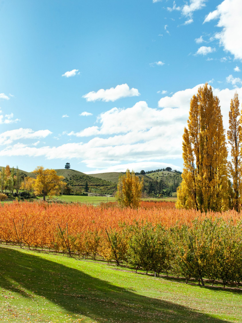 Jackson Orchards - Guided Orchard Tour 24