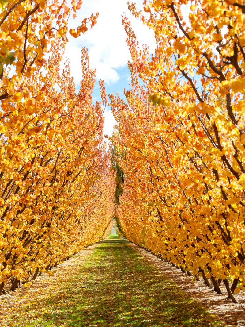 Jackson Orchards - Guided Orchard Tour 25