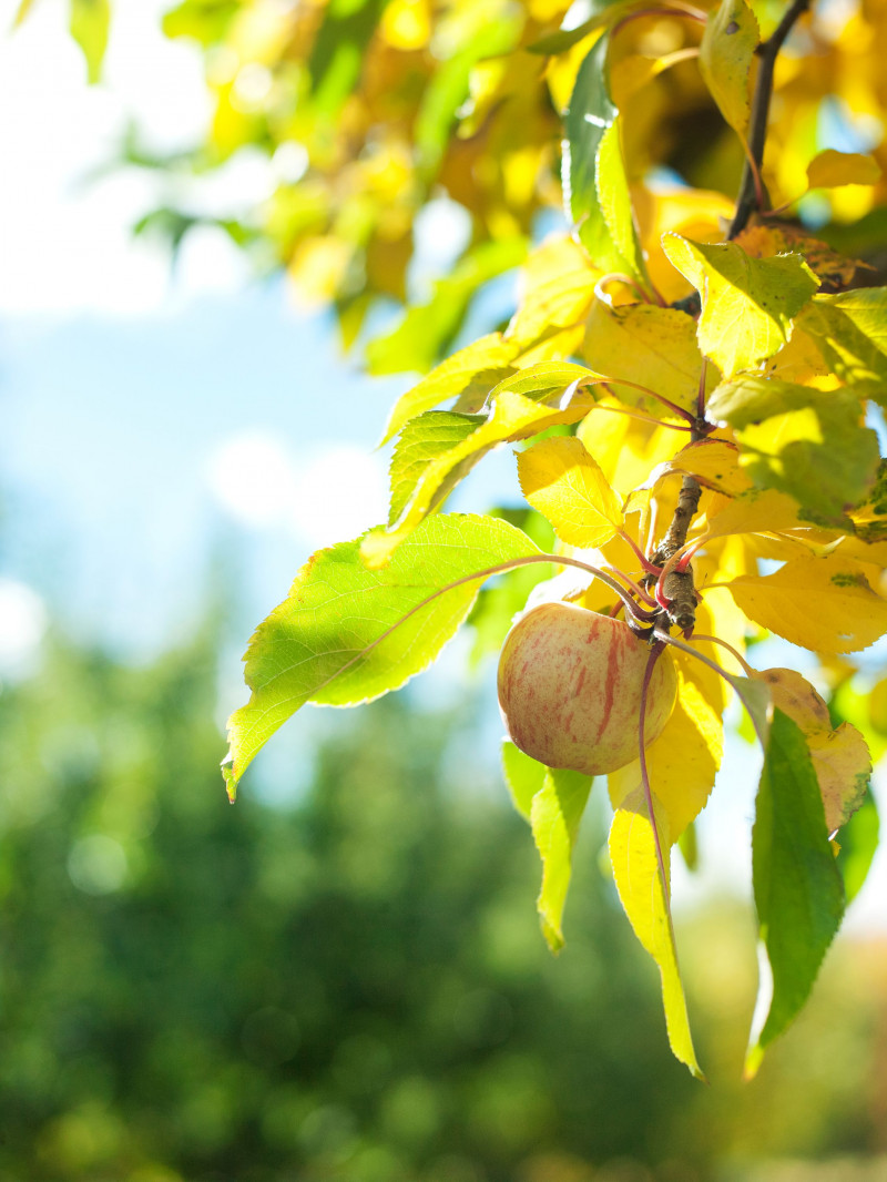 Jackson Orchards - Guided Orchard Tour 30