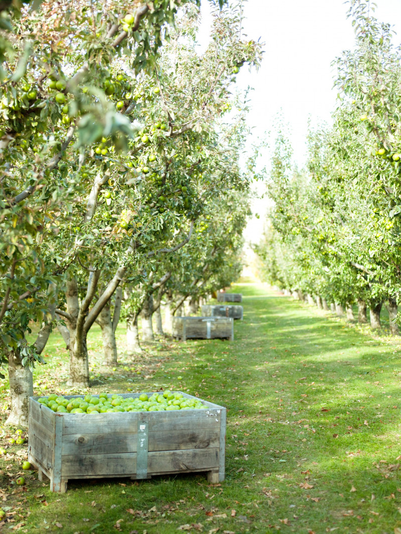 Jackson Orchards - Guided Orchard Tour 31