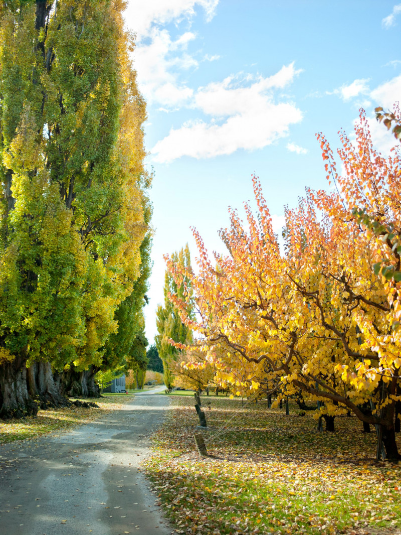 Jackson Orchards - Guided Orchard Tour 32