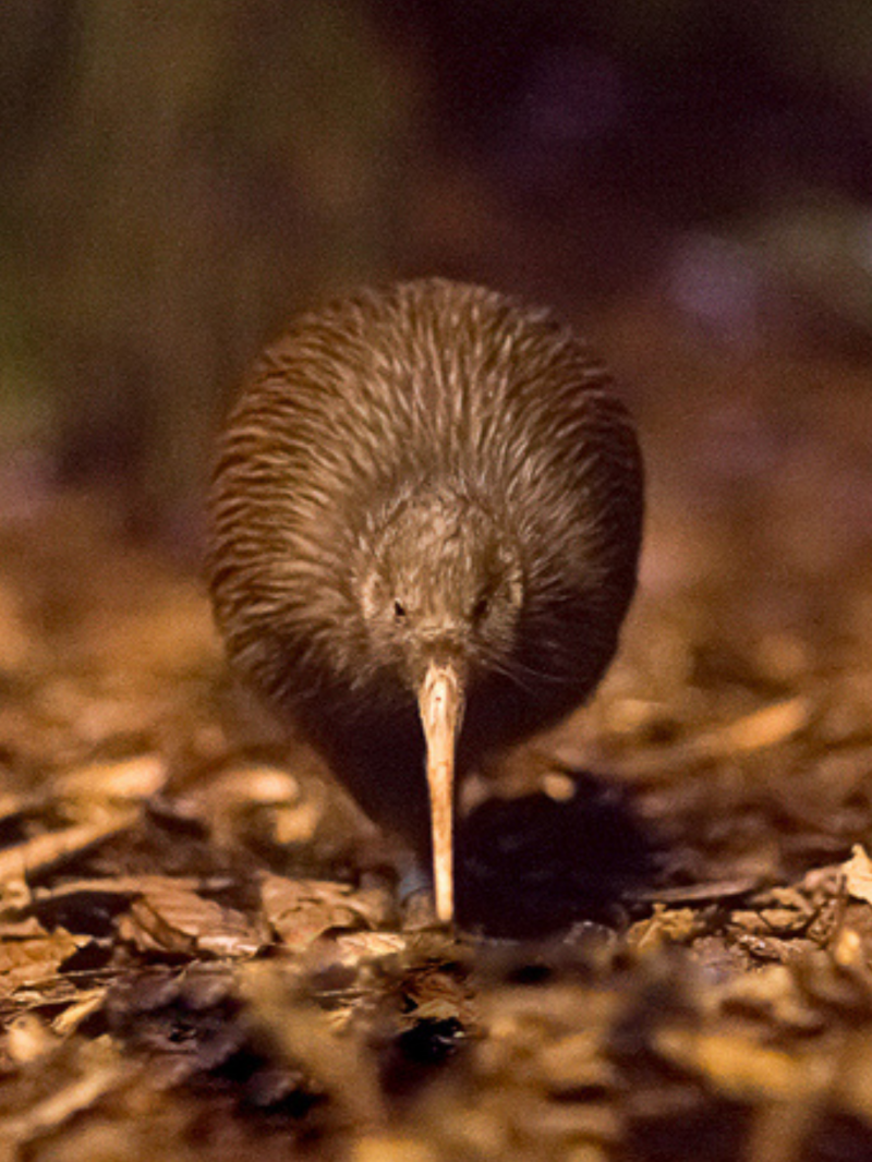 Kiwi North Museum Kiwi House Heritage Park 3