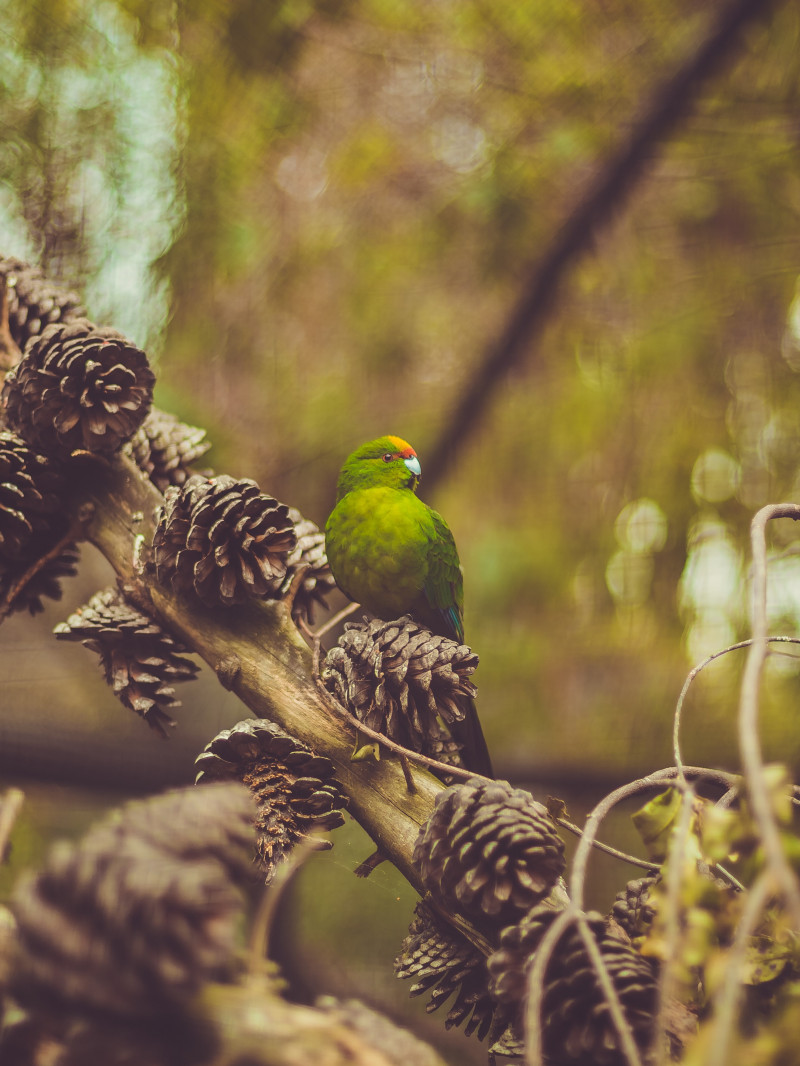 Kiwi Park Admission 7