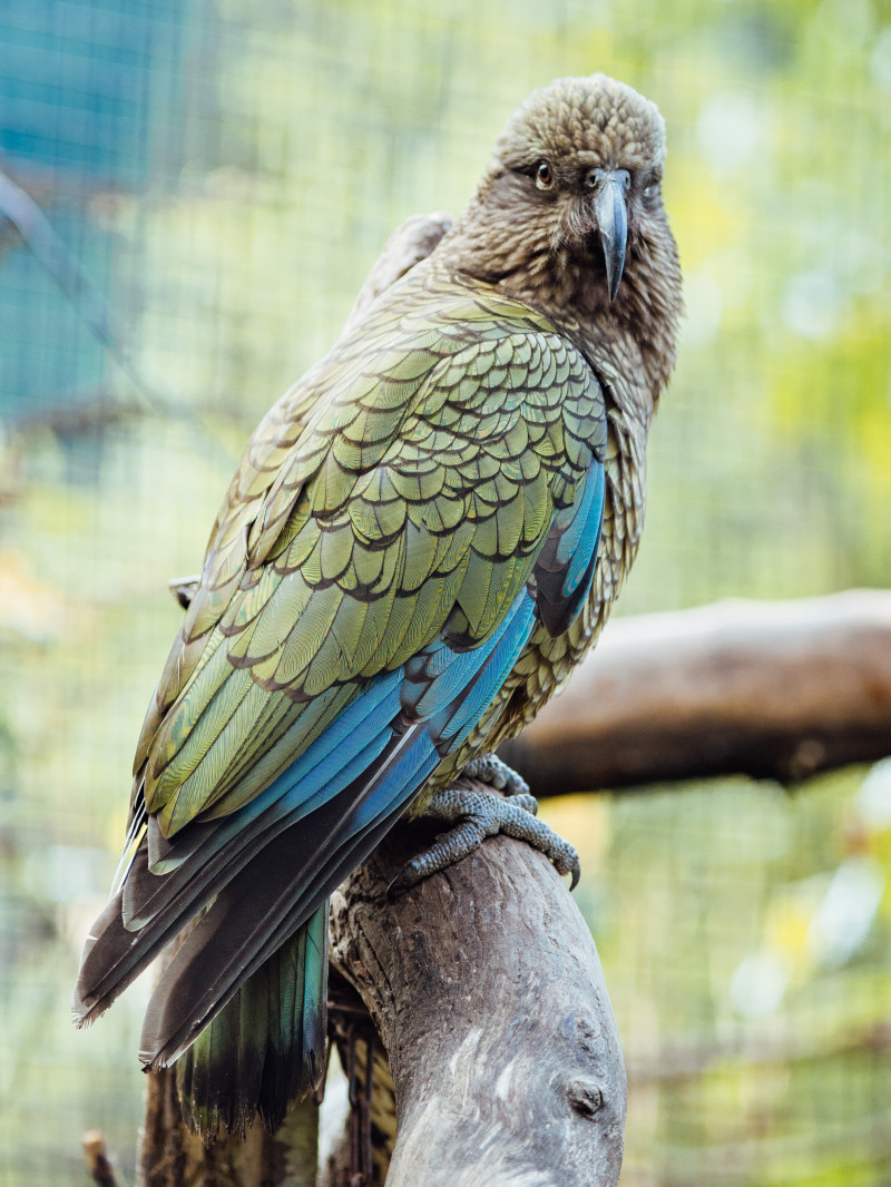 Kiwi Park Admission 2