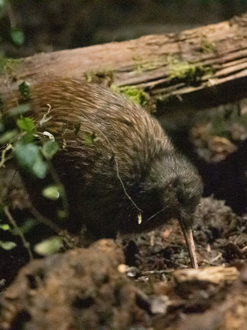 Kiwi Park Admission 4