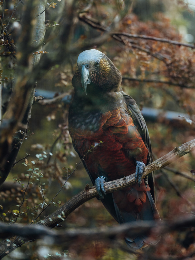 Kiwi Park Admission 5
