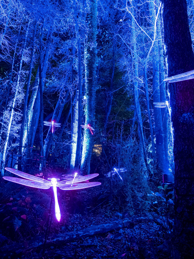 Luma Enchanted 6