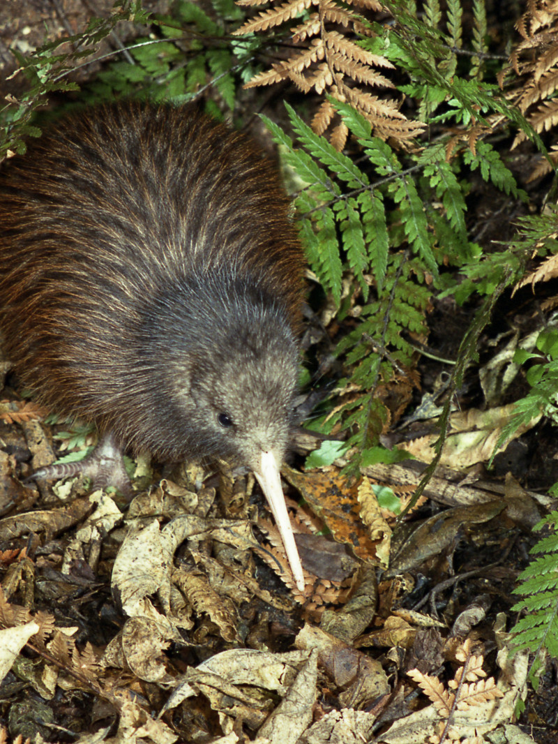 Ngā Manu Nature Reserve 2