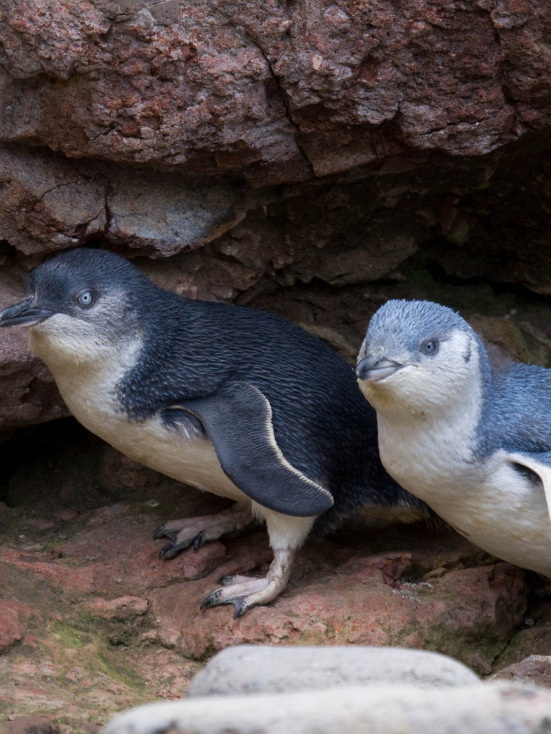 Pohatu Penguins 2