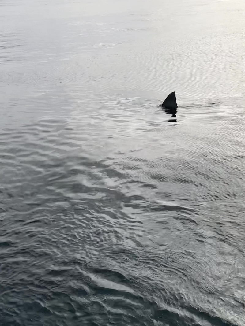 Shark Cage Diving & Sightseeing 1