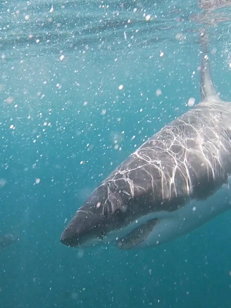Shark Cage Diving & Sightseeing 2