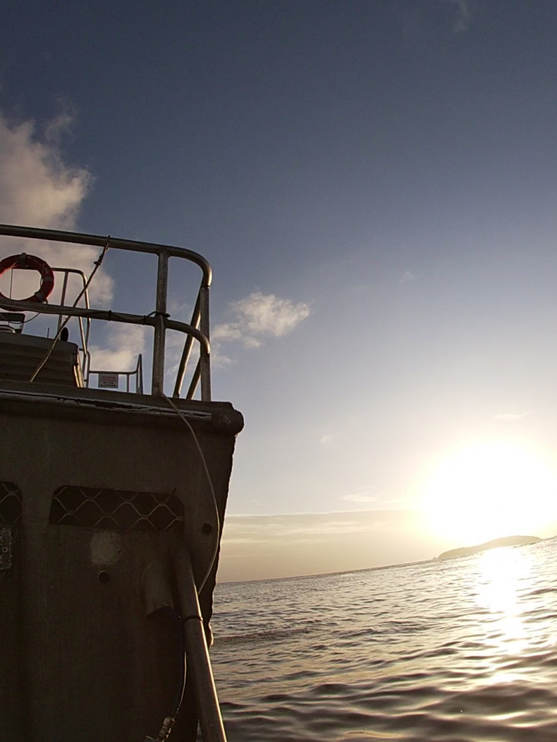 Shark Cage Diving & Sightseeing 4