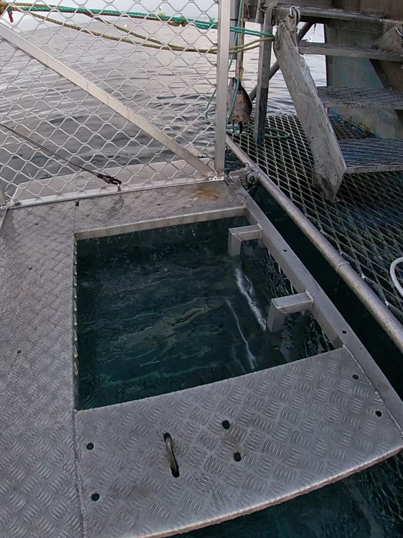 Shark Cage Diving & Sightseeing 5
