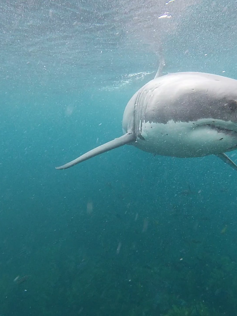 Shark Cage Diving & Sightseeing 6