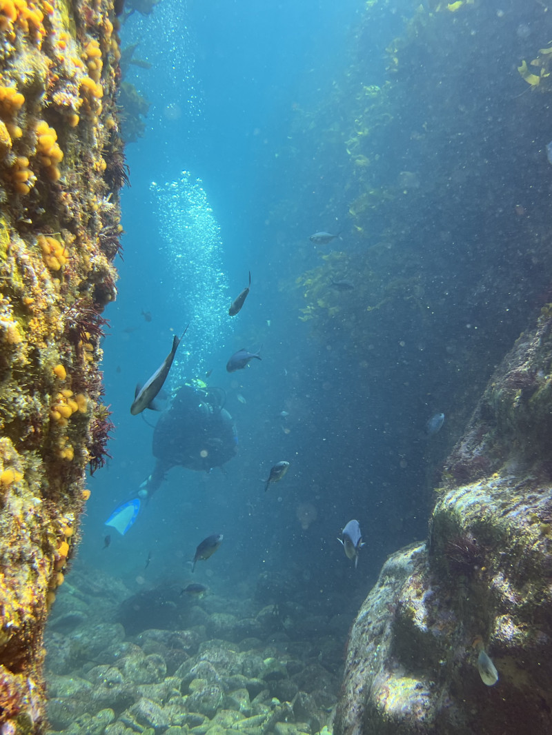 Dive Trip - Tauranga 2