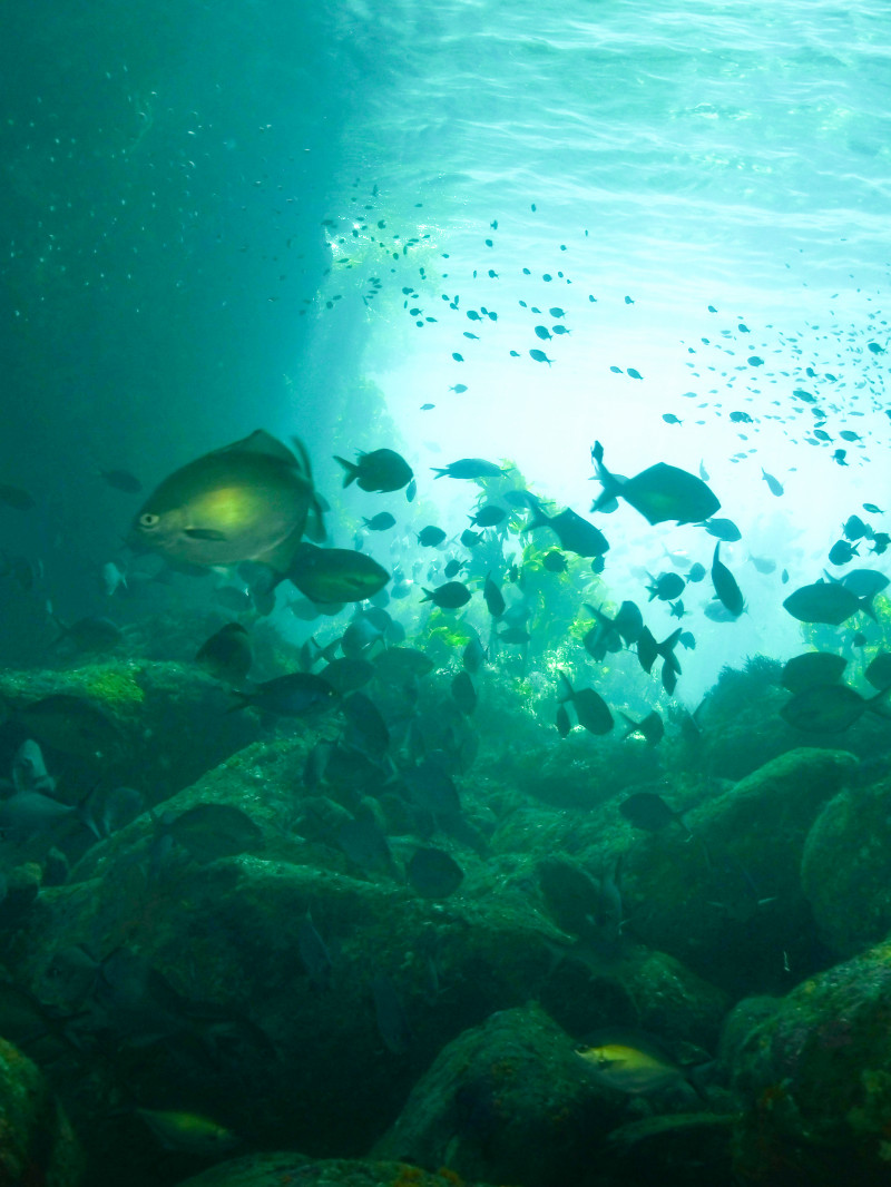 Dive Trip - Tauranga 3