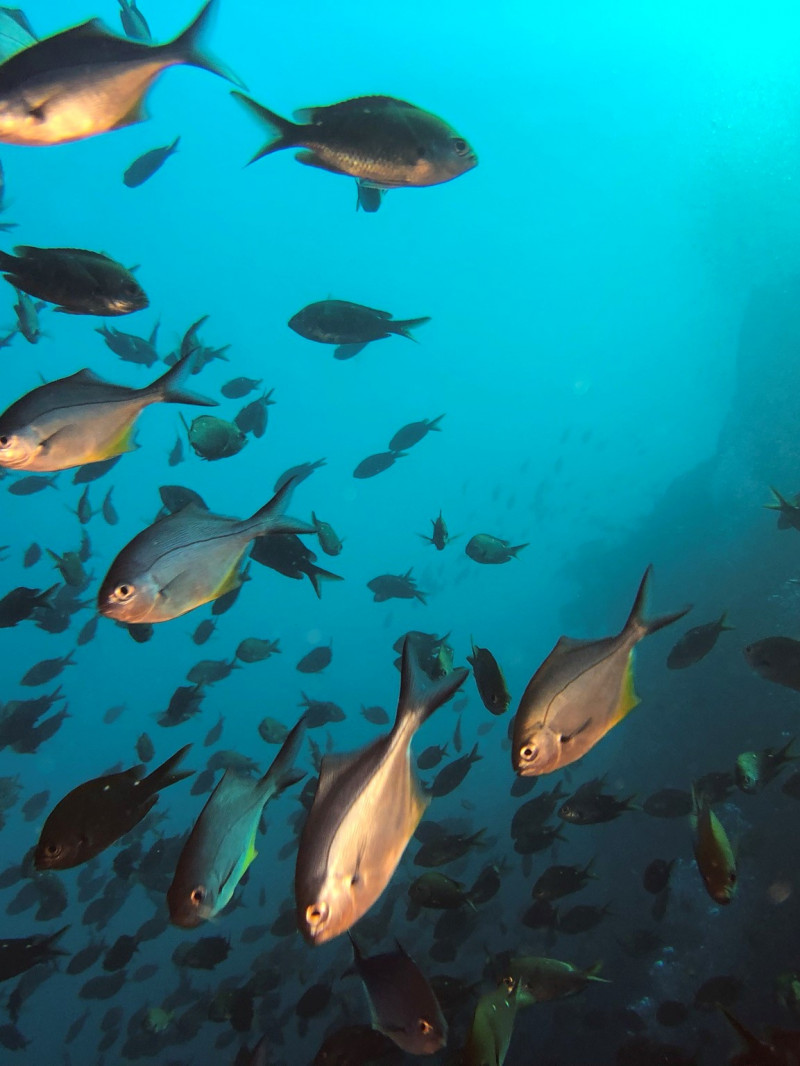Dive Trip - Tauranga 4