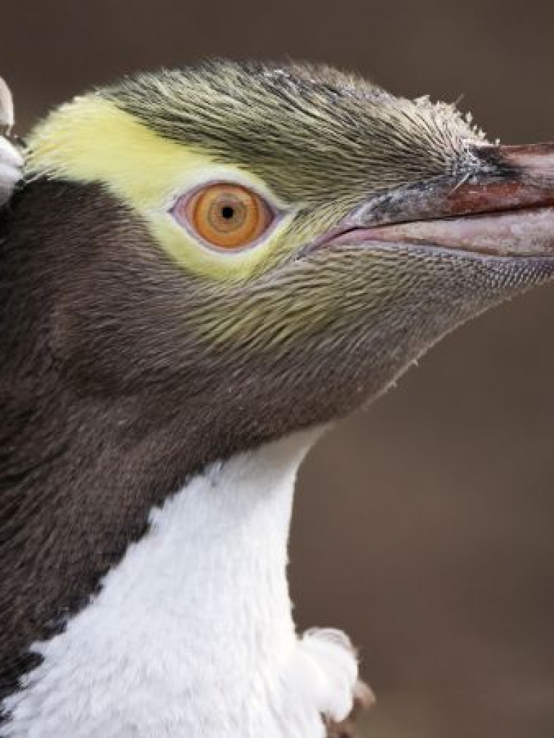 Wildlife & Penguin Tour  1