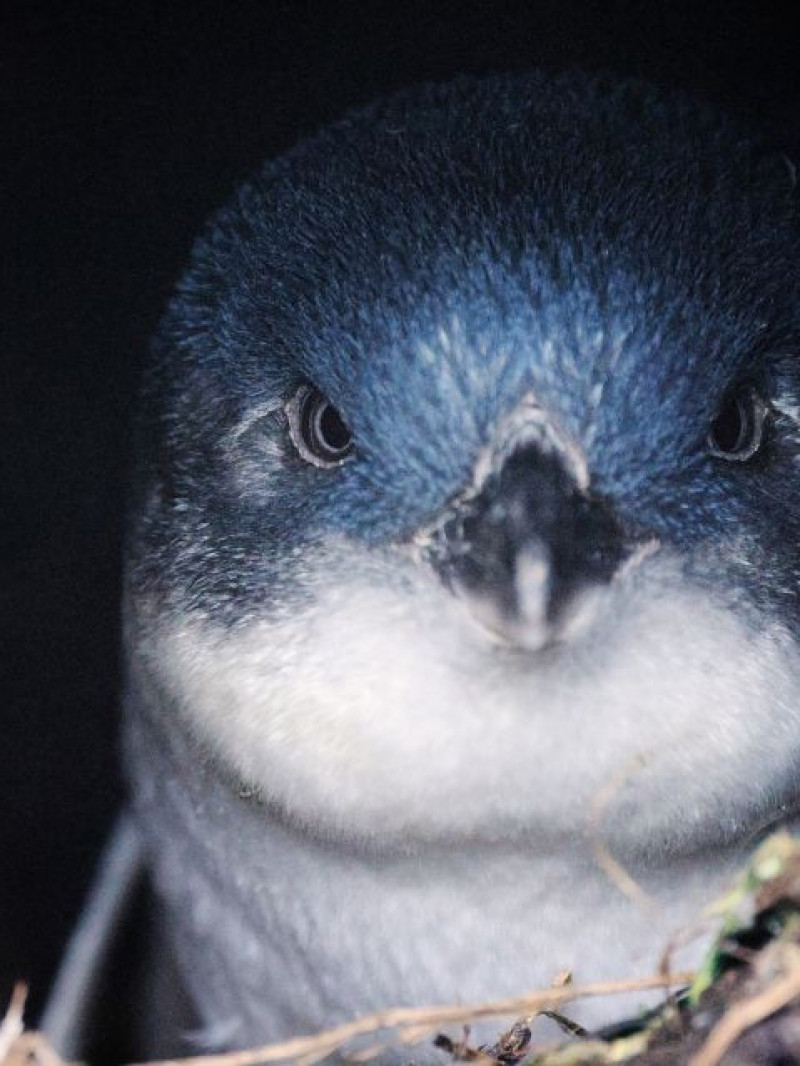 Wildlife & Penguin Tour  2