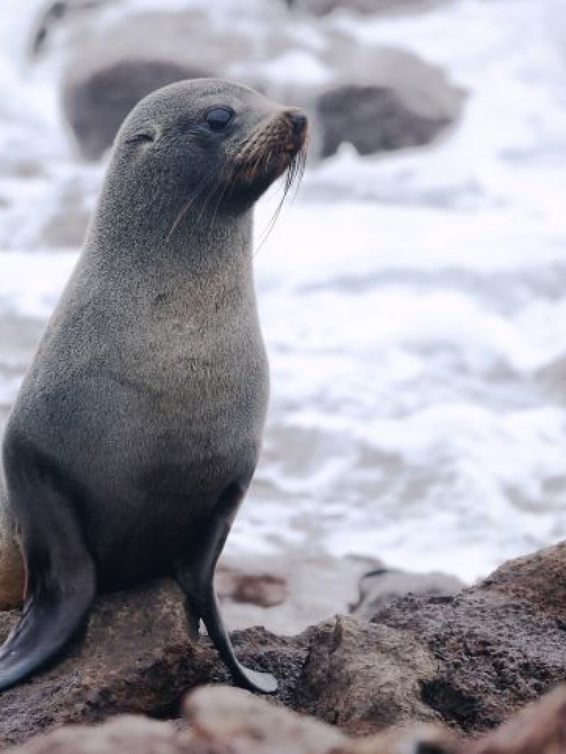 Wildlife & Penguin Tour  4