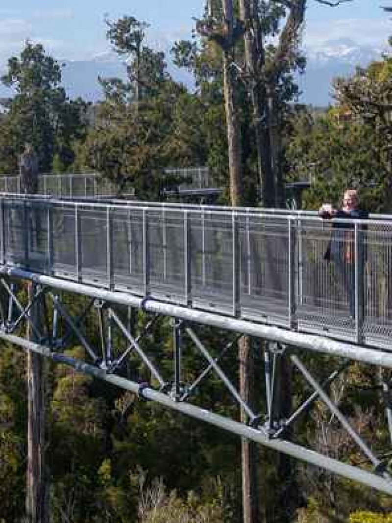 West Coast Treetop Walk & Cafe 1